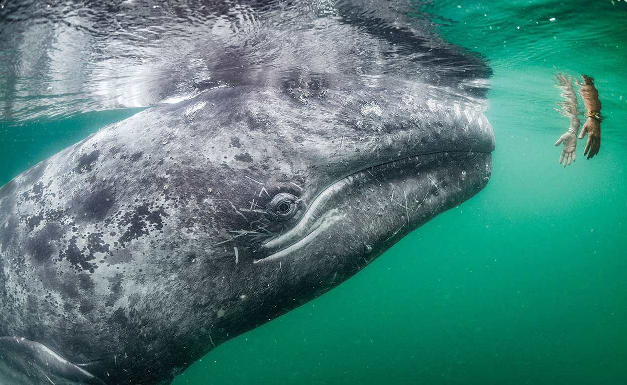 Inteligencia artificial para hablar con ballenas... y otros animales