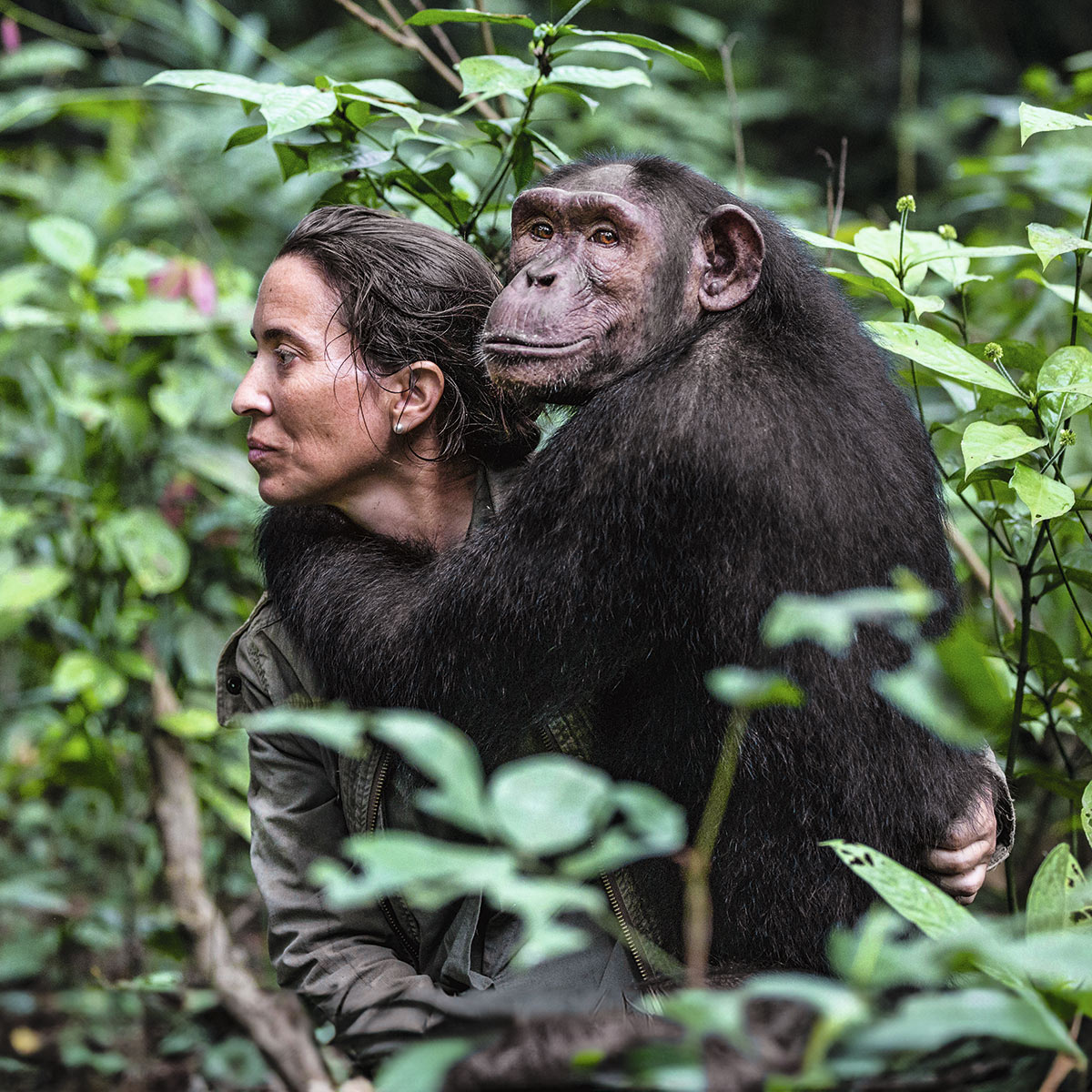 La Jane Goodall gallega: «Los chimpancés son el termómetro del planeta»