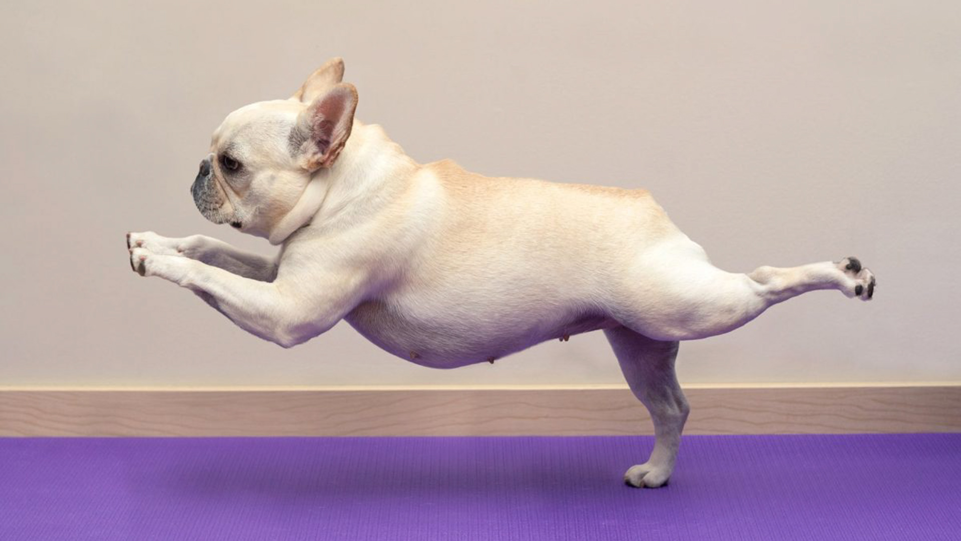 El 'puppy yoga' y otras cuestionables humanizaciones de las mascotas