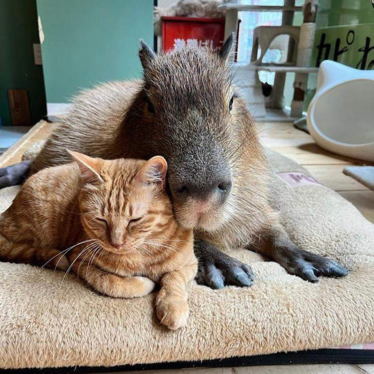 Cómo lograron las capibaras desbancar a los gatos en las redes sociales